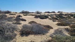 2023-GC--Mapalomas dunas-S123-145.jpg